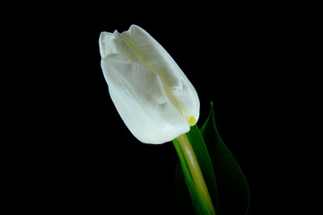 Biały tulipan na czarnym tle. kompozycja kwiatowa dla kartki, tła. tekstura dla tła na pulpit, życzenia, okazje, urodziny lub święto.  - obrazy, fototapety, plakaty