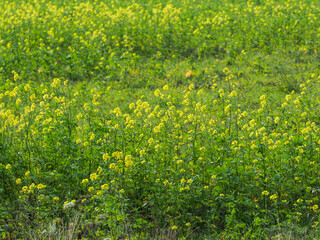 champ fleuri à Herqueville dans l'Eure en France