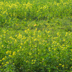 Fototapeta premium champ fleuri à Herqueville dans l'Eure en France