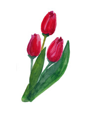 Hand drawn tulip flower