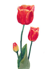 Hand drawn  red tulip flower