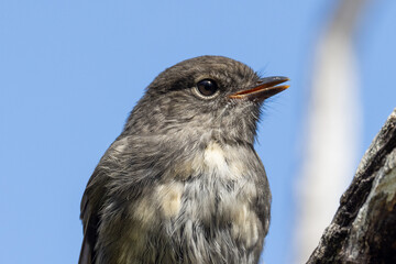 South Island Robin Endemic to New Zealand