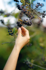 Woman hand and rowan. Chokeberry berries. Black Rowan.