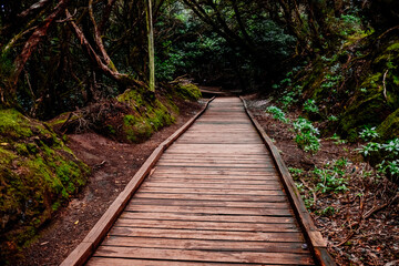 Obraz premium Mysterious wooden path, which crosses a closed forest, to protect it from footsteps.