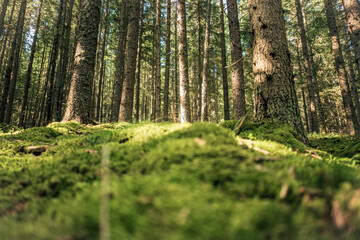 Naklejka premium Wald