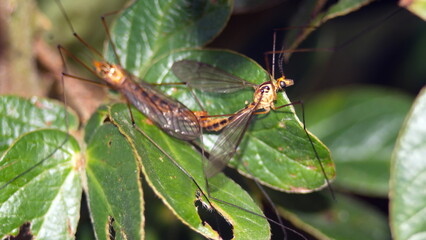 Crane flies mating on a leaf in Cotacachi, Ecuador