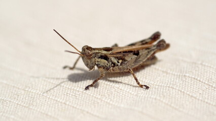 Brown grasshopper on a piece of fabric in Cotacachi, Ecuador