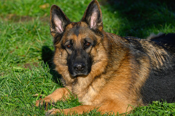 Profile portrait of the head of a German Shepherd Dog lying down looking straight at the camera, with his mouth ajar and his tongue half out of his mouth, attentive to what is happening beyond the ima