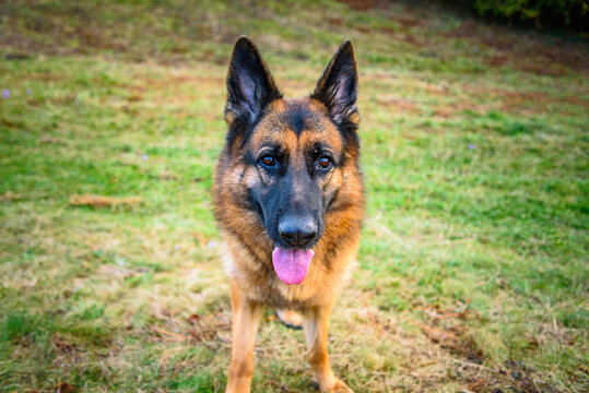 German shepherd dog looking straight at camera with tongue sticking out and ears pricked, standing in field. Black and tan colour.