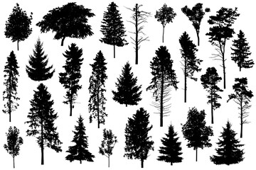 Silhouette of set different trees. Collection of coniferous evergreen forest trees, deciduous trees. Vector illustration