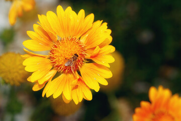 Close Up beautiful Bee macro on flower.