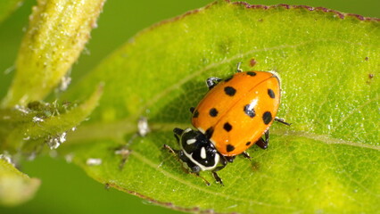 Ladybug on a leaf in Cotacachi, Ecuador