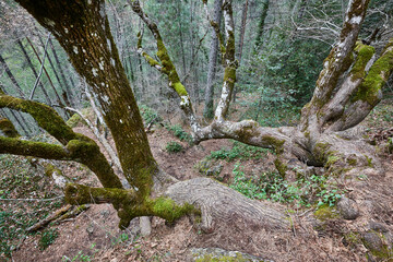Lime tree with moss in a forest. Hoz del Beteta. Cuenca. Spain