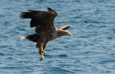 Adult White-tailed eagles fishing. Blue Ocean Background. Scientific name: Haliaeetus albicilla, also known as the ern, erne, gray eagle, Eurasian sea eagle and white-tailed sea-eagle. Natural habitat
