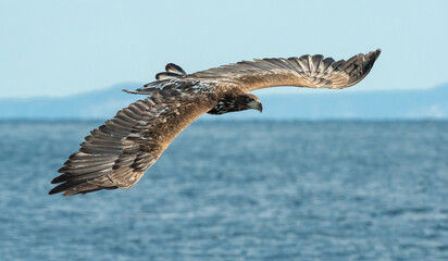 Juvenile White-tailed eagle fishing.   Scientific name: Haliaeetus albicilla, also known as the ern, erne, gray eagle, Eurasian sea eagle and white-tailed sea-eagle. Natural Habitat.