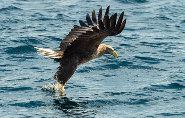 Adult White-tailed eagles fishing. Blue Ocean Background. Scientific name: Haliaeetus albicilla, also known as the ern, erne, gray eagle, Eurasian sea eagle and white-tailed sea-eagle. Natural habitat
