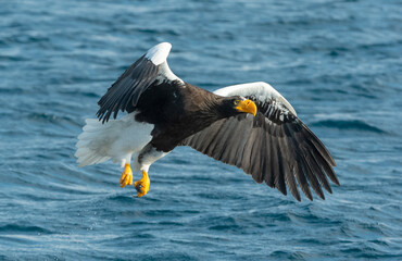 Adult Steller's sea eagle fishing. Scientific name: Haliaeetus pelagicus. Blue ocean background. Natural Habitat.