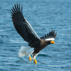Adult Steller's sea eagle fishing. Scientific name: Haliaeetus pelagicus. Blue ocean background. Natural Habitat.