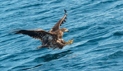 Juvenile White-tailed eagle fishing.  Ocean Background. Scientific name: Haliaeetus albicilla, also known as the ern, erne, gray eagle, Eurasian sea eagle and white-tailed sea-eagle. Natural Habitat.