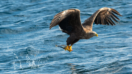 Obraz premium Adult White-tailed eagles fishing. Blue Ocean Background. Scientific name: Haliaeetus albicilla, also known as the ern, erne, gray eagle, Eurasian sea eagle and white-tailed sea-eagle. Natural habitat