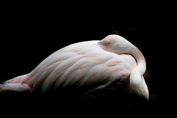 Fototapeta premium Flamingo