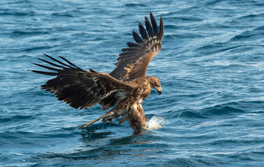 Juvenile White-tailed eagle fishing.  Ocean Background. Scientific name: Haliaeetus albicilla, also known as the ern, erne, gray eagle, Eurasian sea eagle and white-tailed sea-eagle. Natural Habitat.