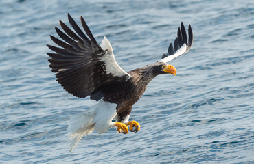 Adult Steller's sea eagle fishing. Scientific name: Haliaeetus pelagicus. Blue ocean background. Natural Habitat.