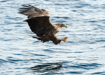 Adult White-tailed eagles fishing. Blue Ocean Background. Scientific name: Haliaeetus albicilla, also known as the ern, erne, gray eagle, Eurasian sea eagle and white-tailed sea-eagle. Natural habitat