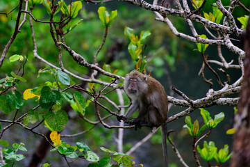 Monkey Zen