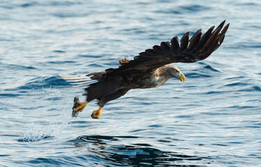 Adult White-tailed eagles fishing. Blue Ocean Background. Scientific name: Haliaeetus albicilla, also known as the ern, erne, gray eagle, Eurasian sea eagle and white-tailed sea-eagle. Natural habitat