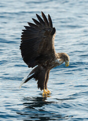 Adult White-tailed eagles fishing. Blue Ocean Background. Scientific name: Haliaeetus albicilla, also known as the ern, erne, gray eagle, Eurasian sea eagle and white-tailed sea-eagle. Natural habitat