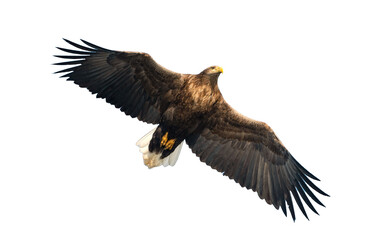 Adult White-tailed eagle in flight. Isolated on White background. Scientific name: Haliaeetus albicilla, also known as the ern, erne, gray eagle, Eurasian sea eagle and white-tailed sea-eagle.