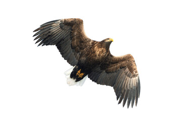 Adult White-tailed eagle in flight. Isolated on White background. Scientific name: Haliaeetus albicilla, also known as the ern, erne, gray eagle, Eurasian sea eagle and white-tailed sea-eagle.