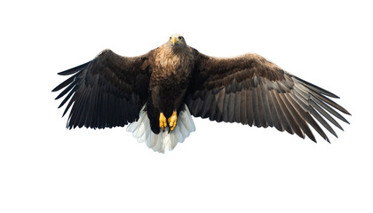 Adult White-tailed eagle in flight. Front view. Isolated on White background. Scientific name: Haliaeetus albicilla, also known as ern, erne, gray eagle, Eurasian sea eagle and white-tailed sea-eagle
