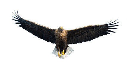 Adult White-tailed eagle in flight. Front view. Isolated on White background. Scientific name: Haliaeetus albicilla, also known as ern, erne, gray eagle, Eurasian sea eagle and white-tailed sea-eagle