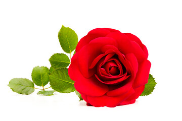 Rote Rose freigestellt auf weissem Hintergrund