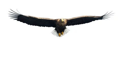 Foto op Canvas Adult White-tailed eagle in flight. Front view. Isolated on White background. Scientific name: Haliaeetus albicilla, also known as ern, erne, gray eagle, Eurasian sea eagle and white-tailed sea-eagle © Uryadnikov Sergey