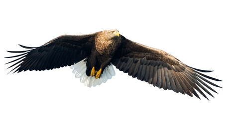 Adult White-tailed eagle in flight. Front view. Isolated on White background. Scientific name: Haliaeetus albicilla, also known as ern, erne, gray eagle, Eurasian sea eagle and white-tailed sea-eagle