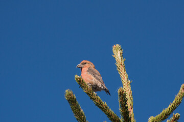 red tailed hawkSe c’è un uccello dei boschi di conifere davvero particolare, questo è senz’altro il crociere (Loxia curvirostra).

Appartenente alla famiglia dei Fringi