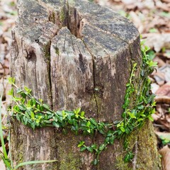 切り株と葉のリング
