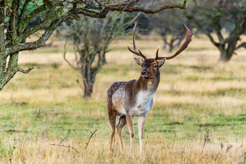 Naklejka na ściany i meble A male fallow deer in rut with beautiful antlers keeps a close eye on the female deer in the Amsterdamse Waterleidingduinen park near Vogelenzang, the Netherlands.
