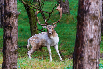 A startled male fallow deer between the coniferous trees in the Amsterdamse Waterleidingduinen park