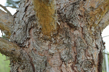 Embossed texture of the brown bark of a pine tree trunk with twigs and resin close-up. Pine tree bark texture