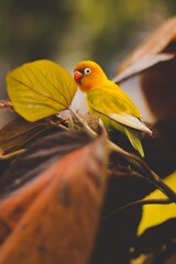 red and yellow bird