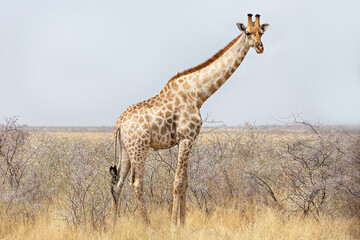 Giraffe in Etosha National Park, Namibia