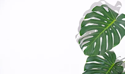 Fototapete Monstera Abstract background with green tropical leaves in hard light against a white wall.