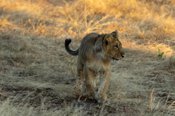 The Majestic Asiatic  Lion at the Gir Forest India
