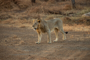 Fototapeta na wymiar The Majestic Asiatic Lion at the Gir Forest India