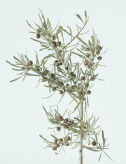 branch of rosemary