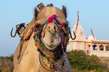 The Camel Face  close up